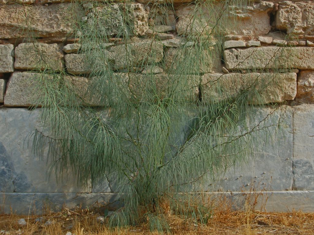 Delle piccolissime foglie - cfr. Parkinsonia aculeata